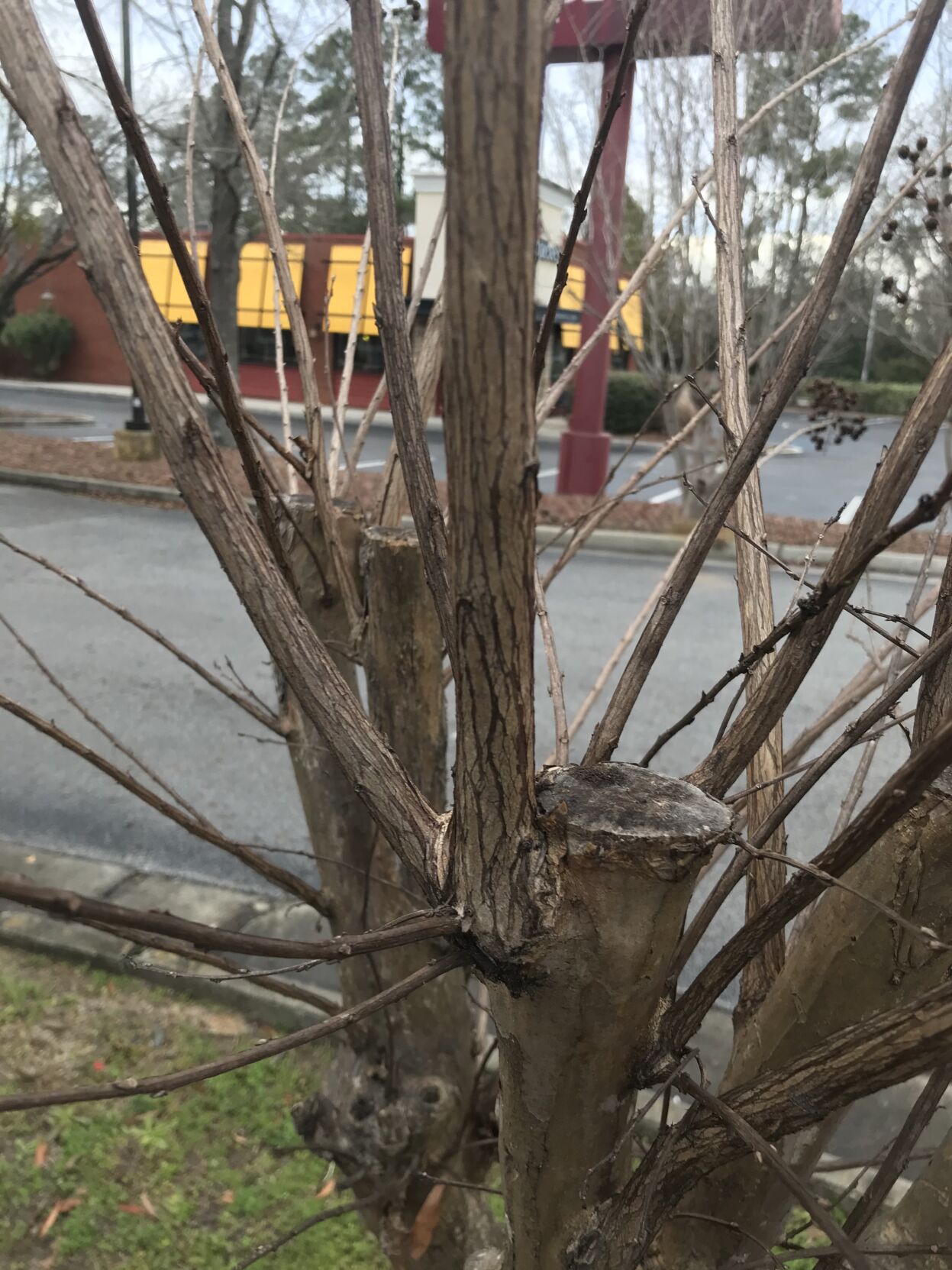 Example of Topping Crape Myrtles